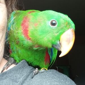 Meet your Posher, Desiree